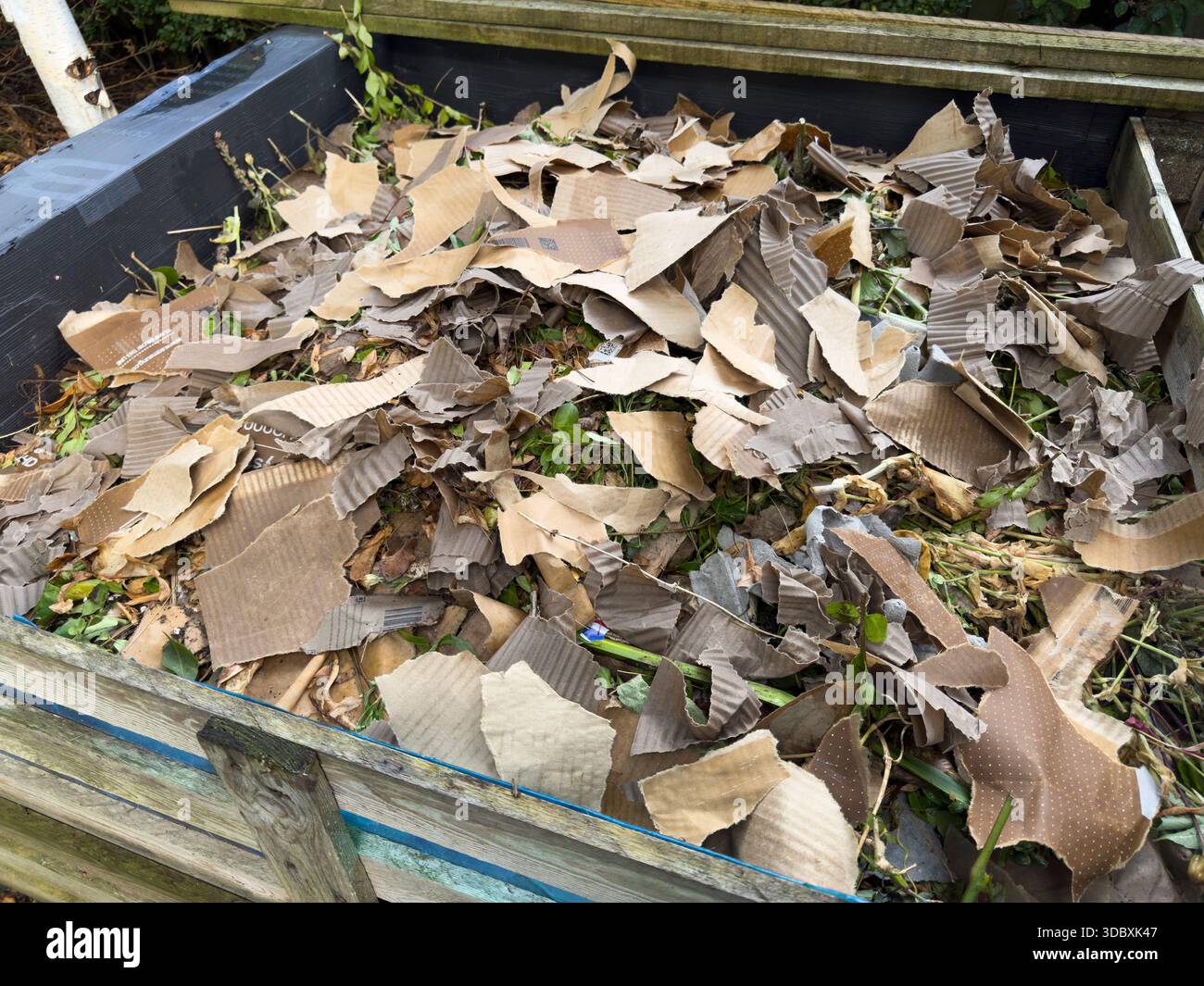 A view shows a compost bin with ripped up cardboard to provide brown carbon material for composting in England Stock Photo