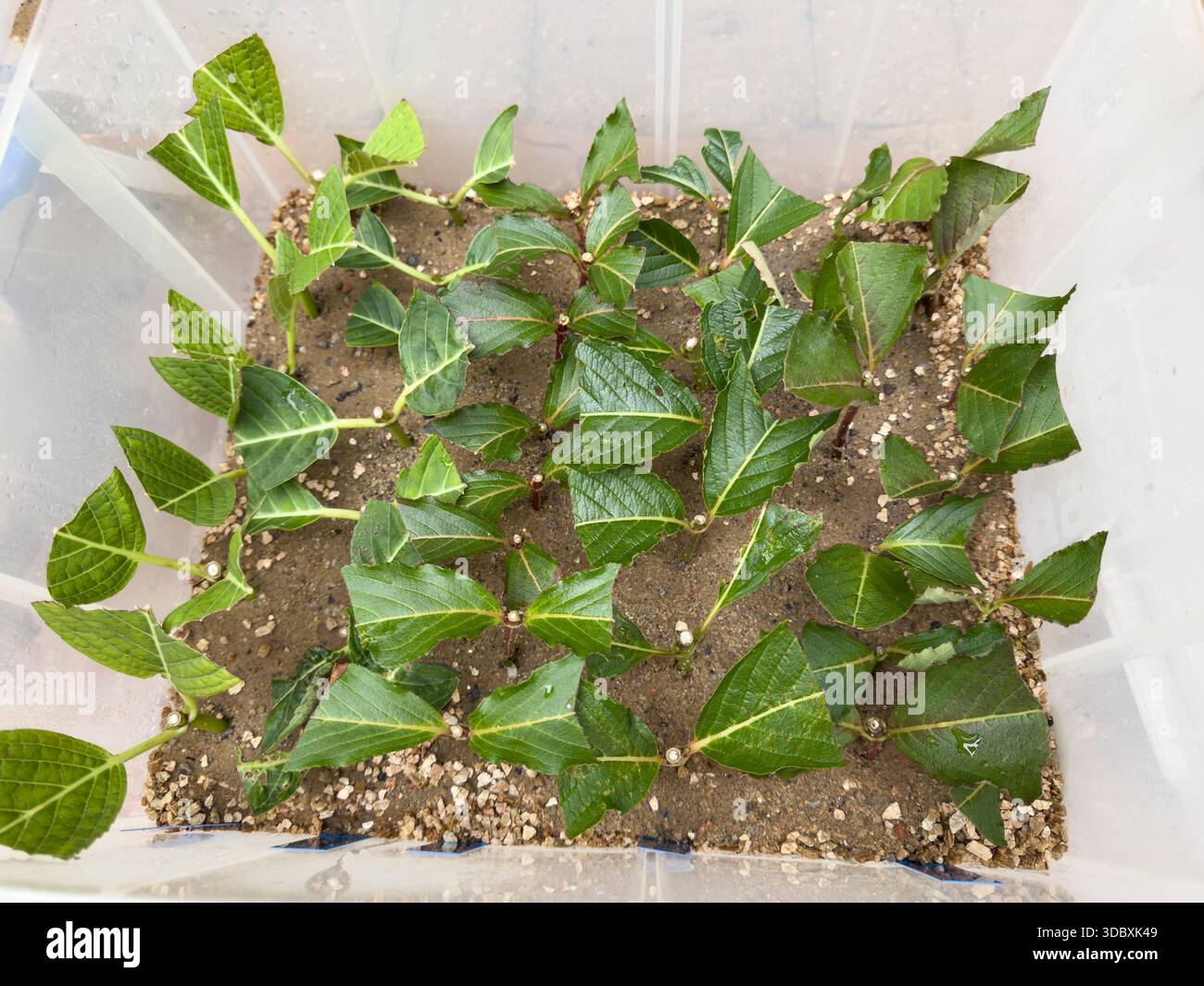 Rows of hydrangea hardwood cuttings planted in sand and vermiculite in a plastic propagation box in England - Smartphone Captured Stock Image
