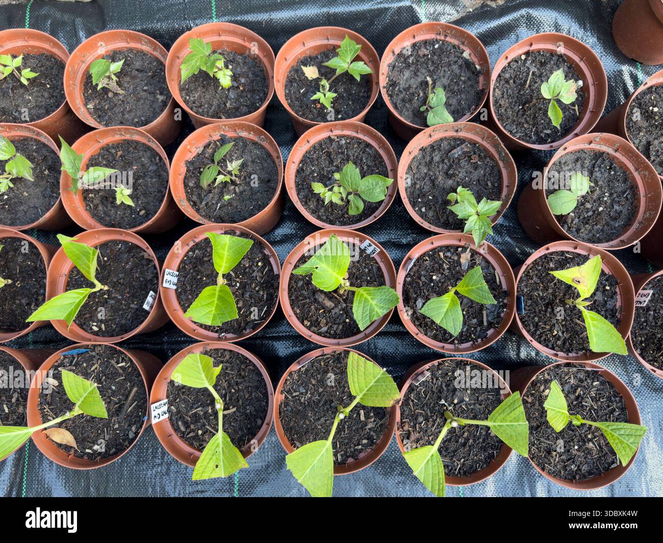 A top down view shows hydrangea hardwood cuttings arranged for propagation in England - Smartphone Captured Stock Image