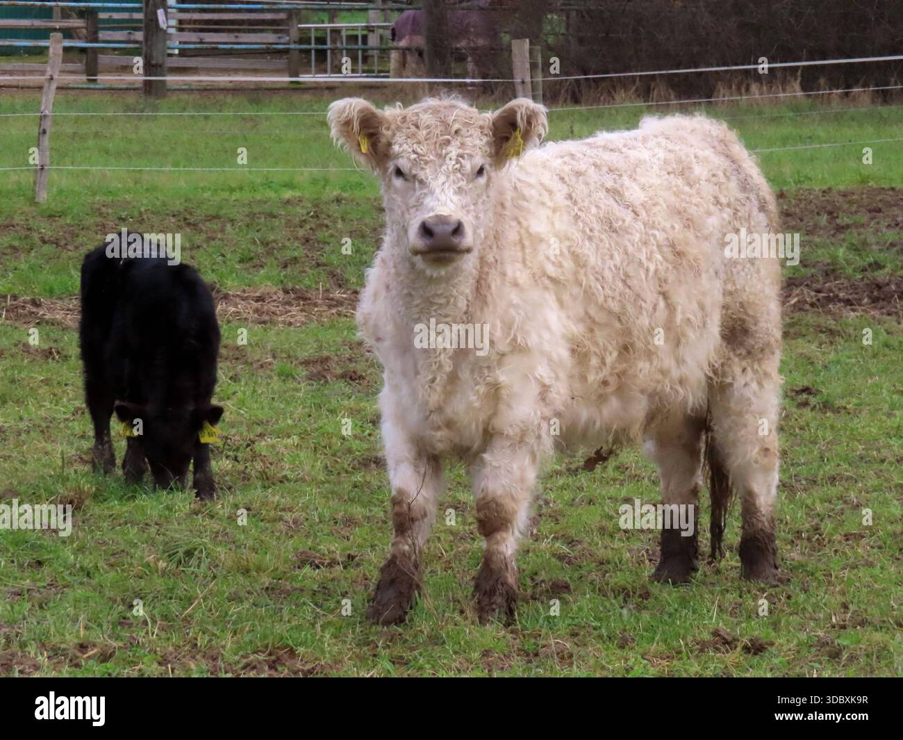 die Kaelber der Galloway Kuehe werden umgehend in die Herde aufgenommen ...