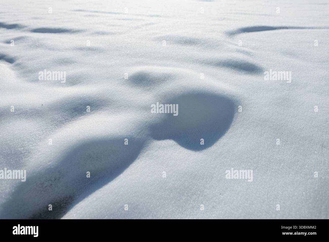 Fresh, Undisturbed Snow Texture With Gentle Drifts And Shadows Under Bright Sunlight. Winter Landscape Background. Snow Texture. Stock Photo