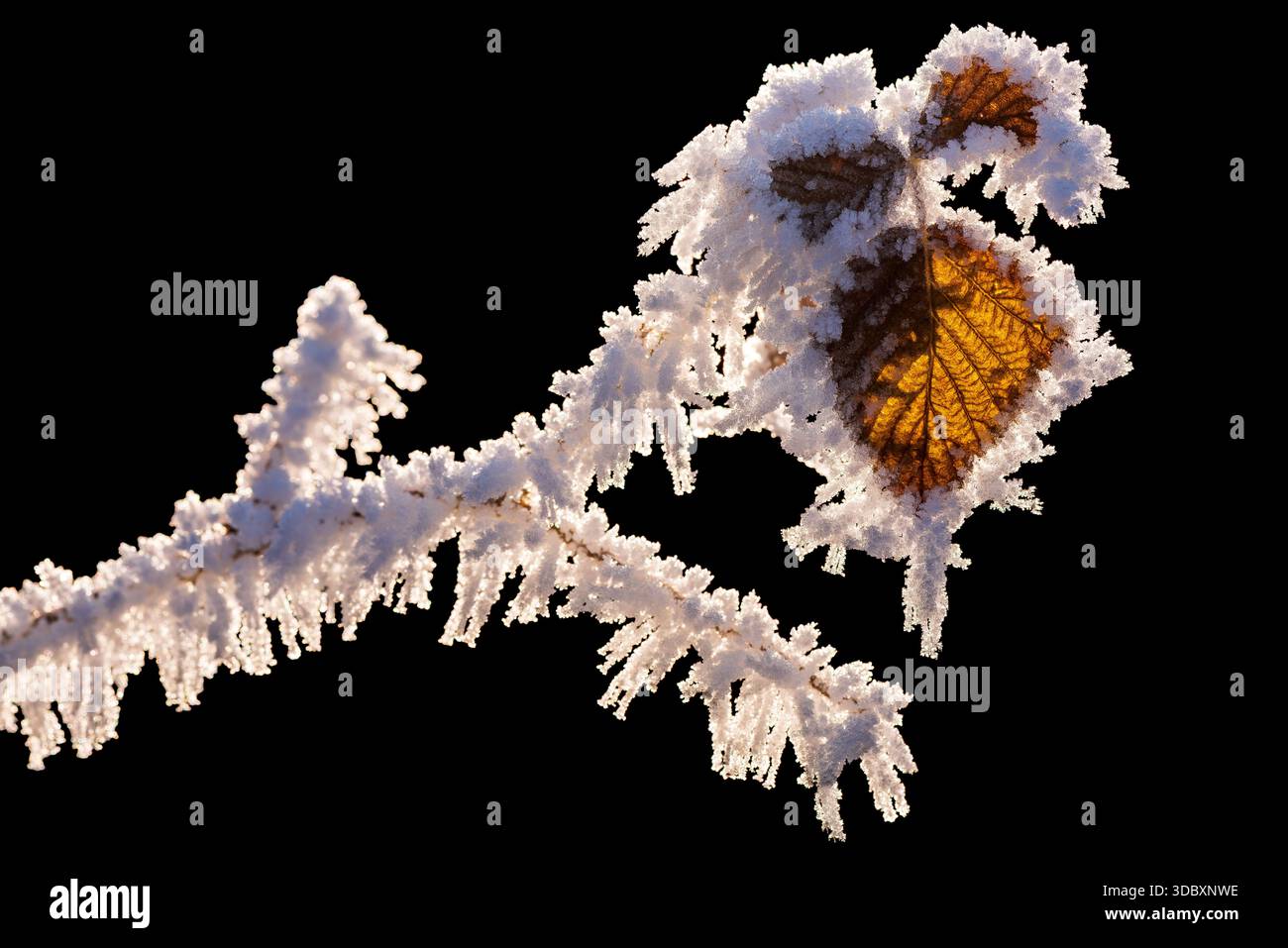 Frost-Covered Raspberry Leaf Isolated on Black Background. Stock Photo