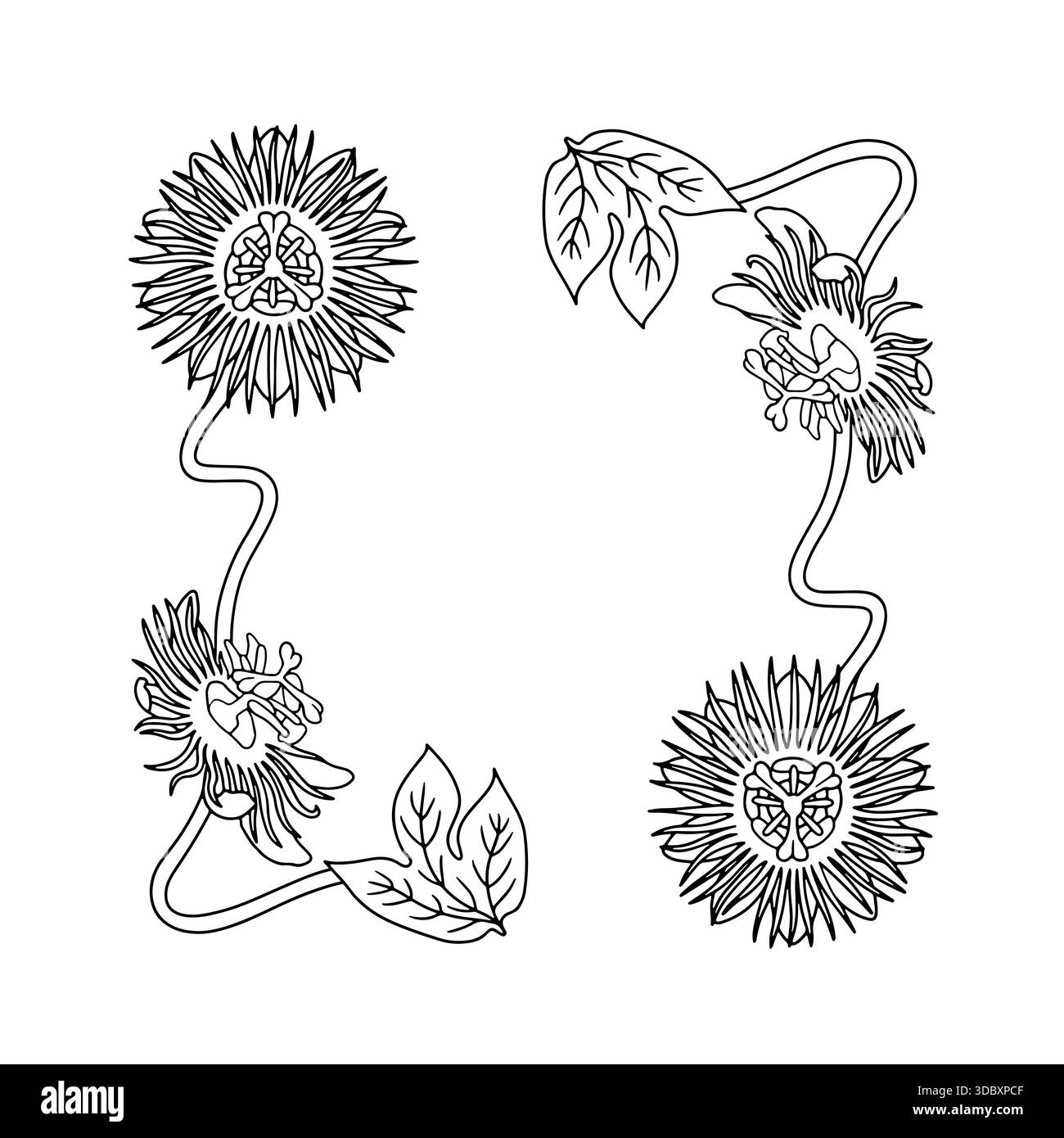 Art nouveau vintage hand drawn black and white passion flower frame ...