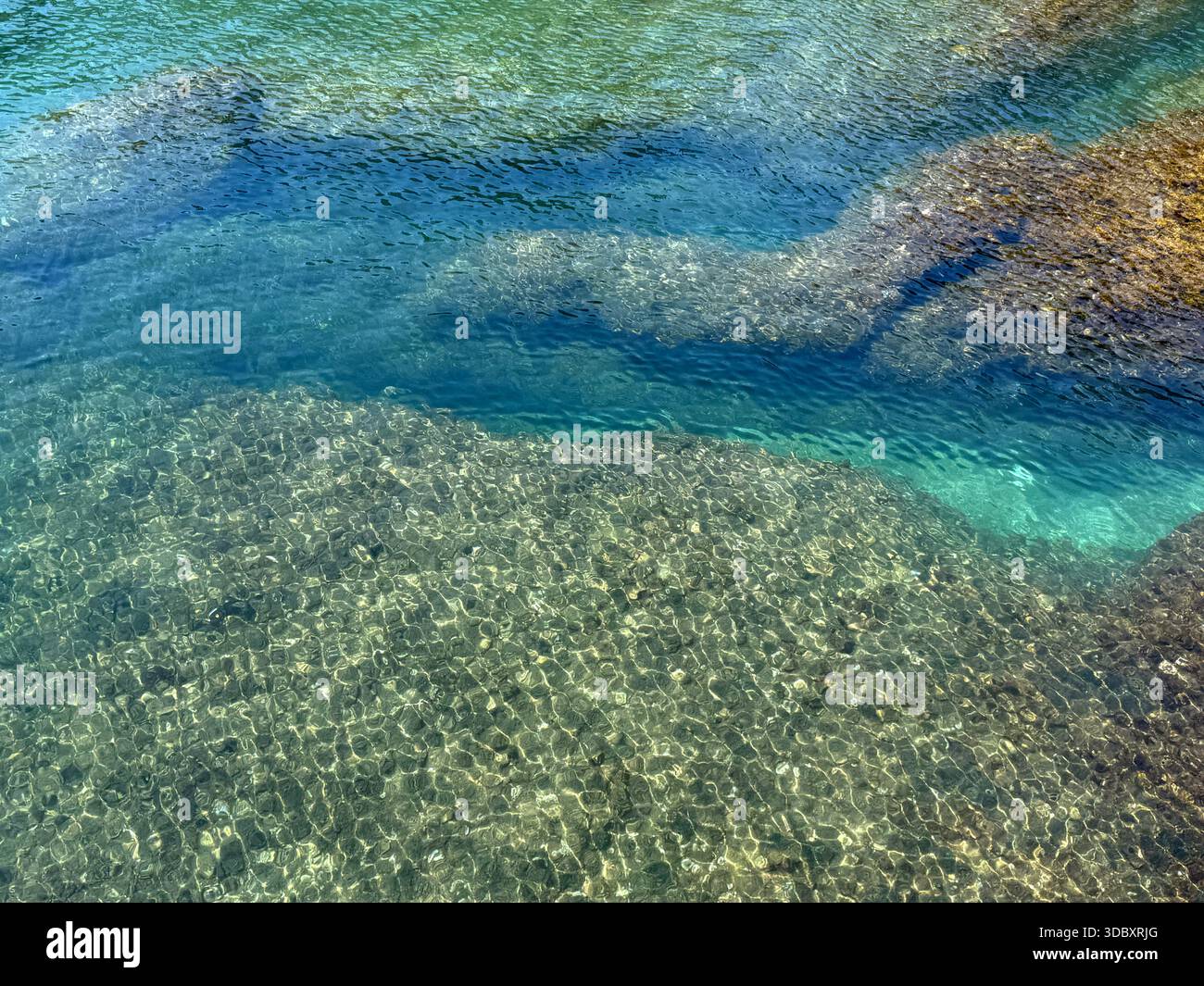 Underwater algae sea hi-res stock photography and images - Alamy