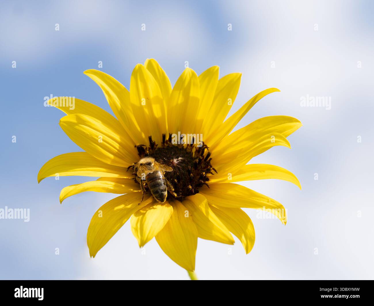Honey bee gathering pollen on a common sunflower or Helianthus annuus ...