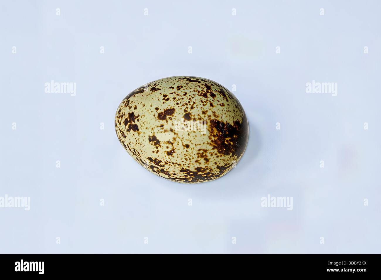 Single speckled bird egg (quail/seabird) with dark brown splotches, isolated on a clean white background. Food and nature minimalism. Close-up photo. Stock Photo