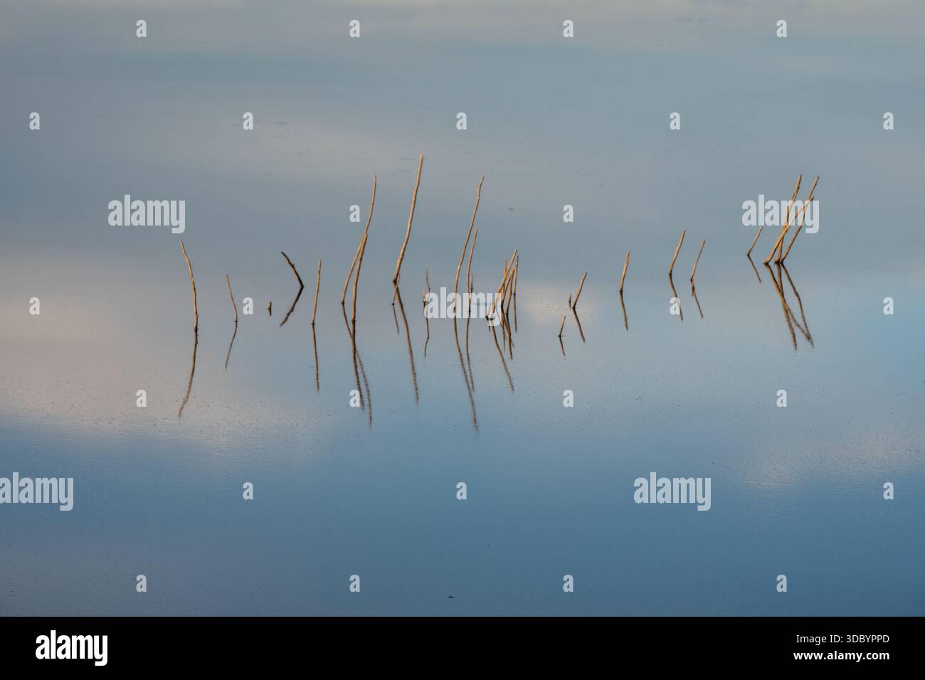Ethereal close up of yellow reeds in calm silky water with subtle cloud reflections and copy space Stock Photo