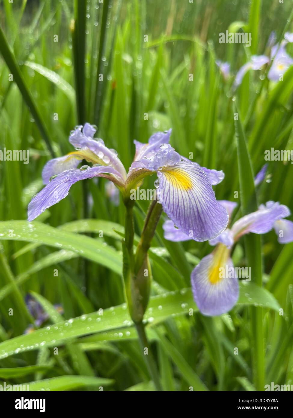 Elegant irises blooming in Central Park, adding graceful beauty to New York City’s gardens. - Smartphone Captured Stock Image