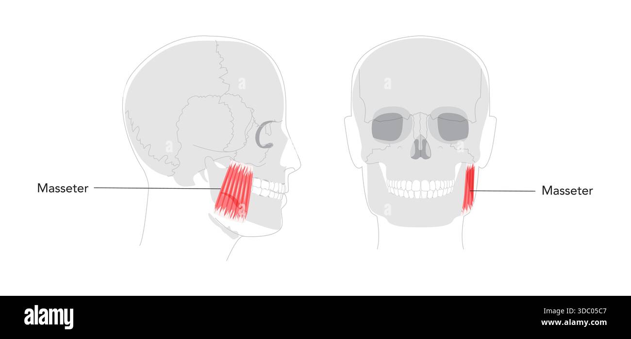 Temporomandibular Joint Hi res Stock Photography And Images Alamy Temporomandibular Joint Hi res Stock Photography And Images Alamy