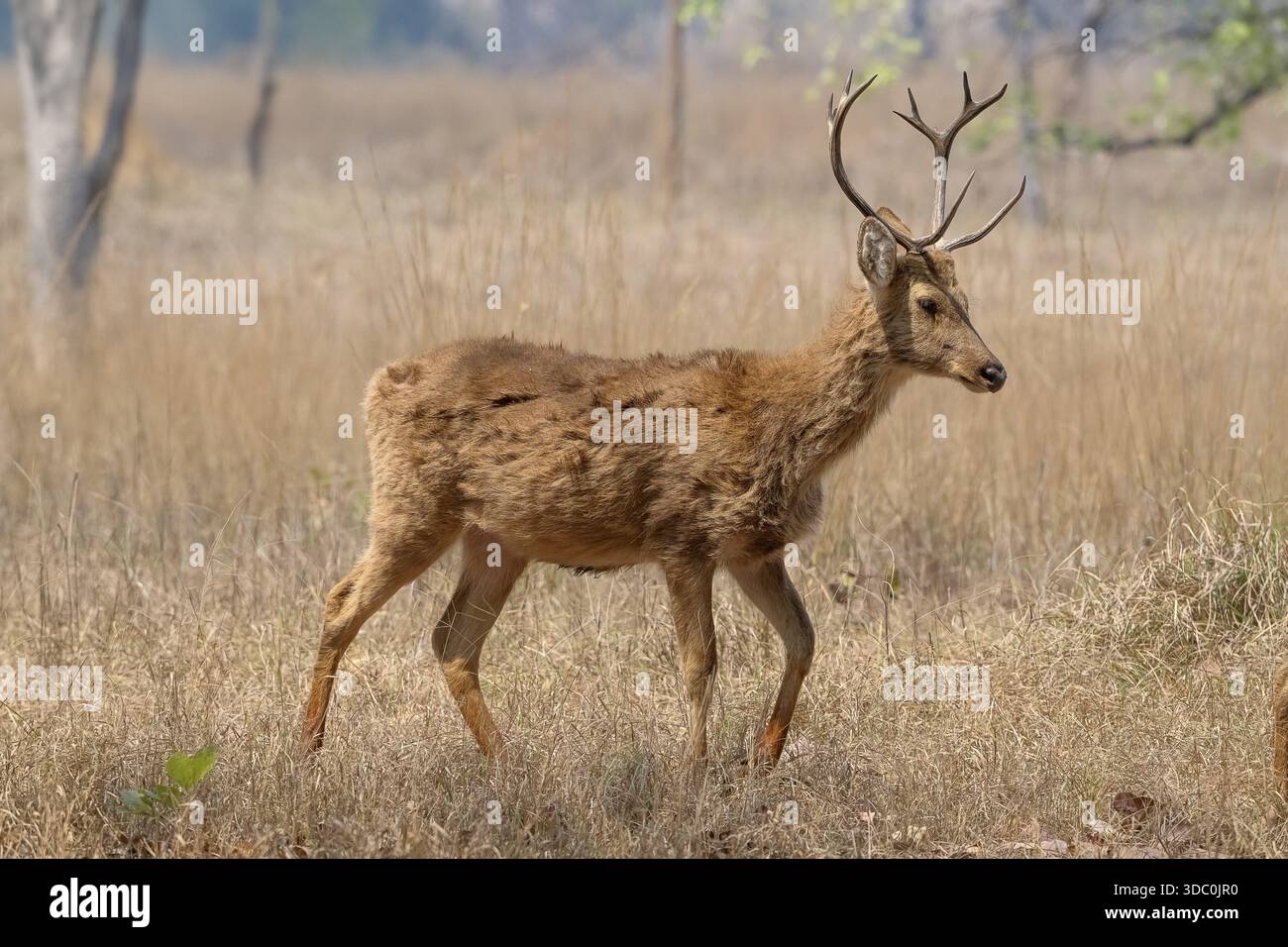 Male sambar horse deer hi-res stock photography and images - Alamy