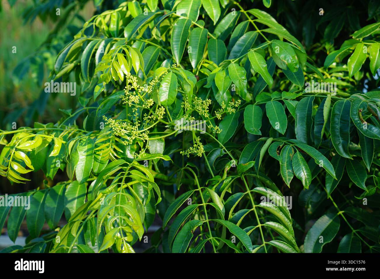 Spondias dulcis fruit with tree on farm for cultivate also called Ambarella  fruit, golden apples, jew plums,are sweet and spicy and crispy tropical fr  Stock Photo - Alamy