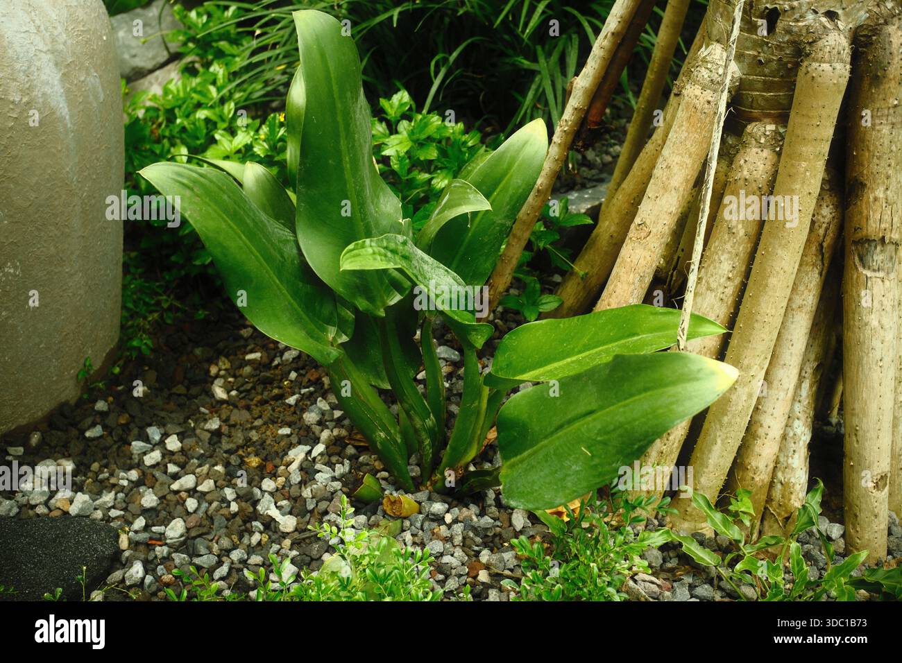 Philodendron martianum hi-res stock photography and images - Alamy