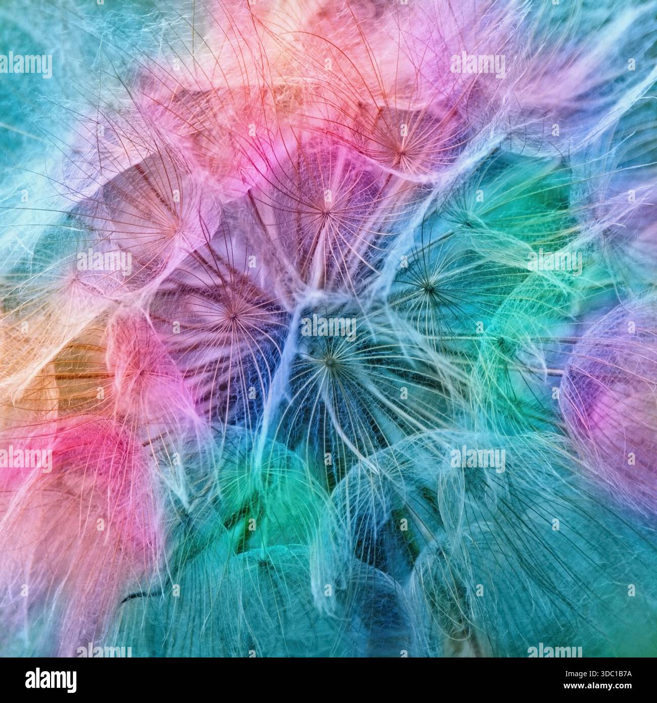 Soft abstract gradient background , abstract dandelion Stock Photo