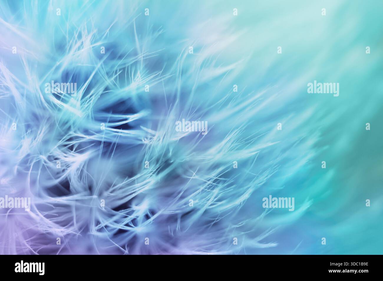 Soft abstract gradient background , abstract dandelion Stock Photo