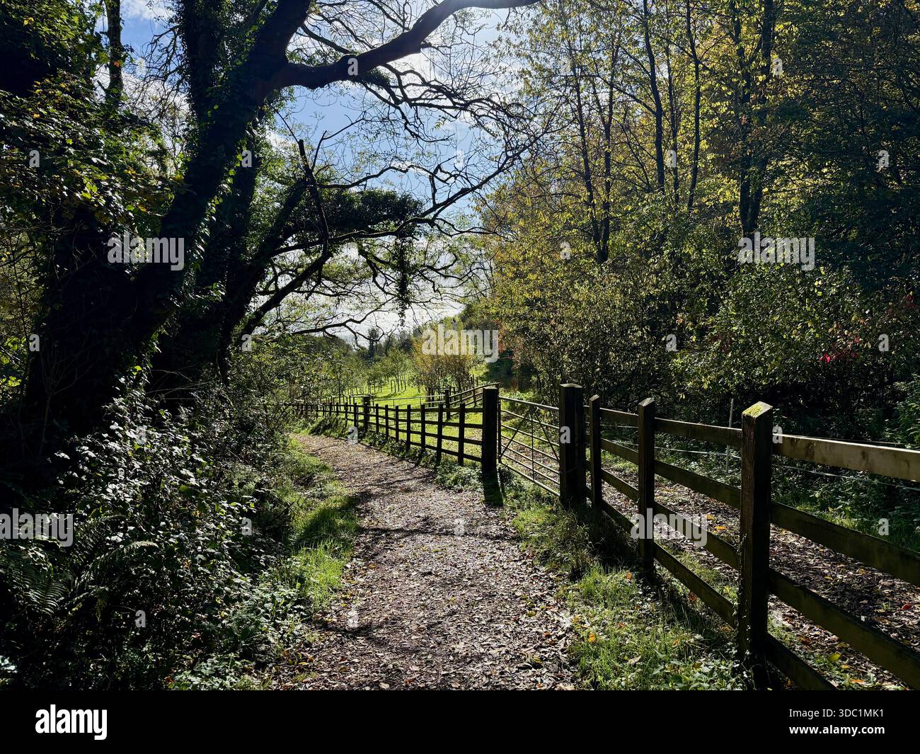 Shaded woodland footpath near Weston, East Devon, with sunlight on the trees and a fence leading through the countryside. - Smartphone Captured Stock Image