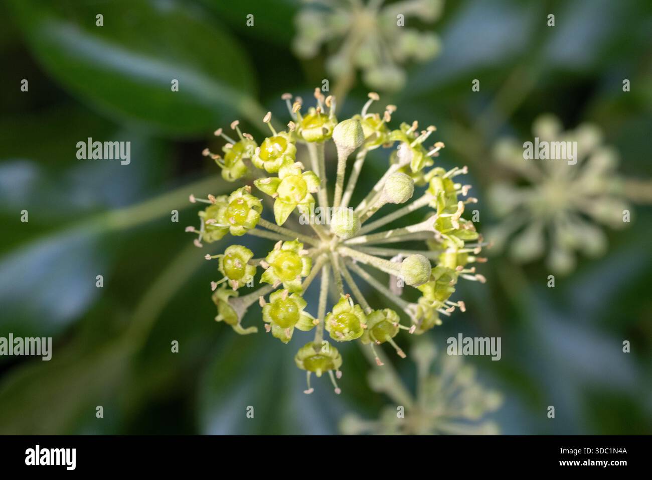 Hedera helix glacier hi-res stock photography and images - Alamy