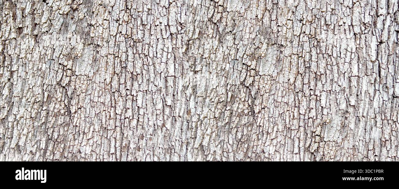 Tree bark showing detailed texture and natural rough surface Stock Photo