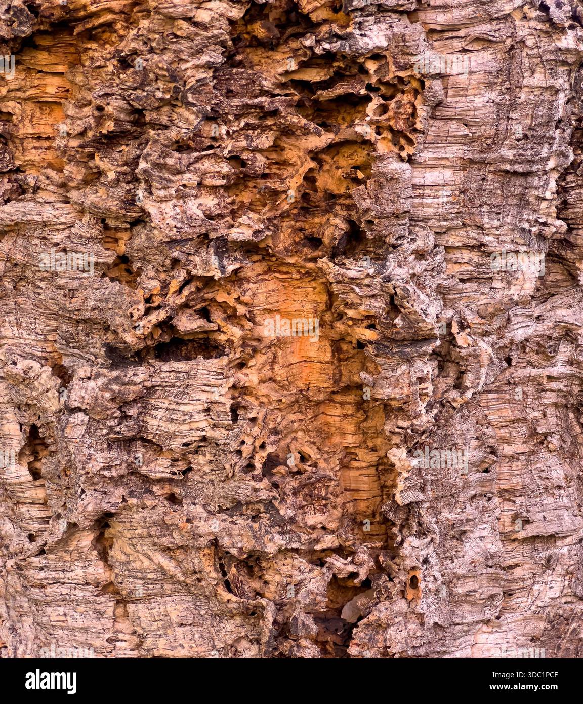 Rugged cork tree bark showing natural texture and organic patterns Stock Photo