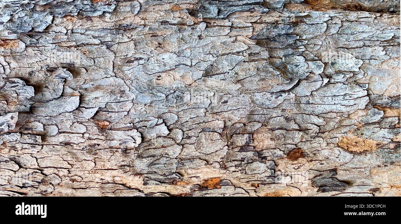 Rough tree bark presenting textured surface and natural pattern Stock Photo