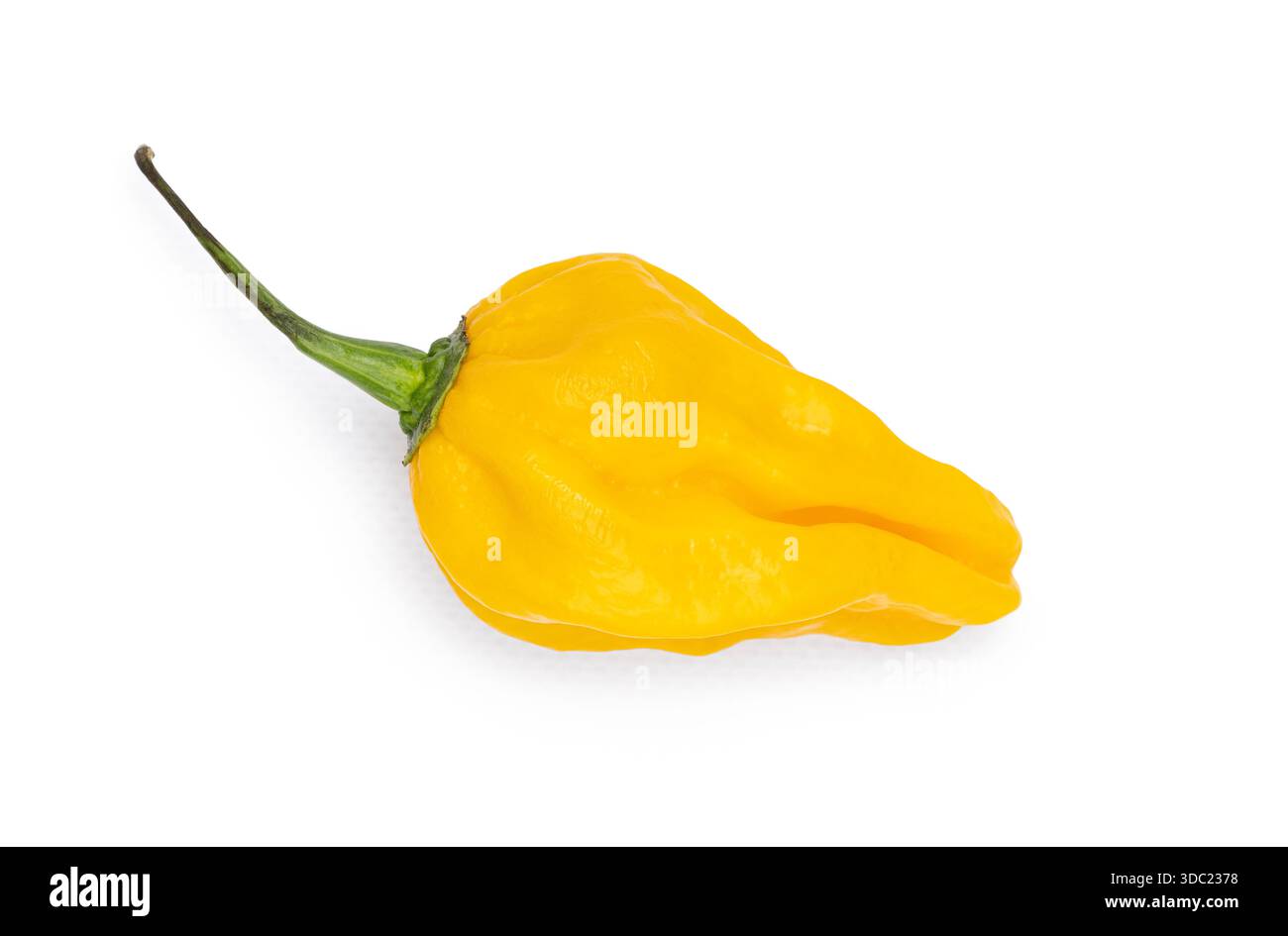 Yellow bhut jolokia ghost pepper on white, known for extreme heat. Top ...