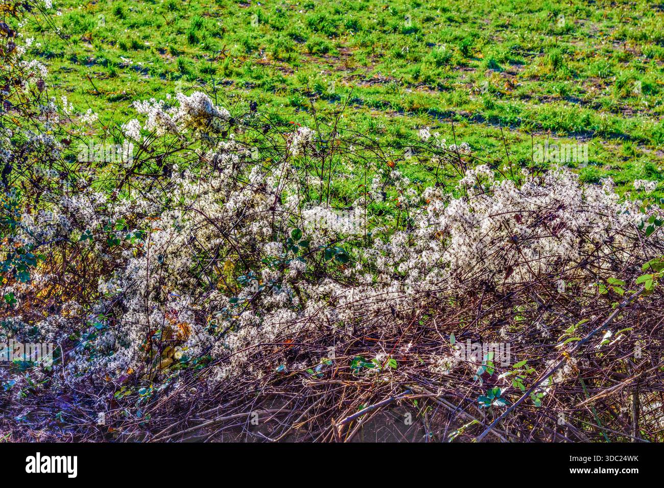 Old Man's Beard (Clematis vitalba) climbing plant covering roadside hedge - central France. Stock Photo