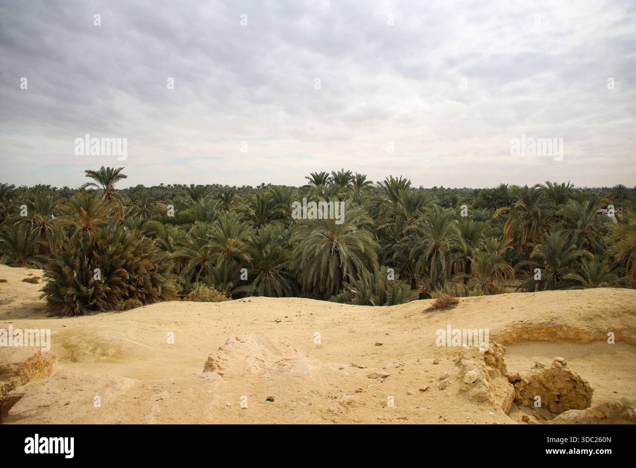 A general view of the Mountain of the Dead and the tombs in Siwa Oasis ...