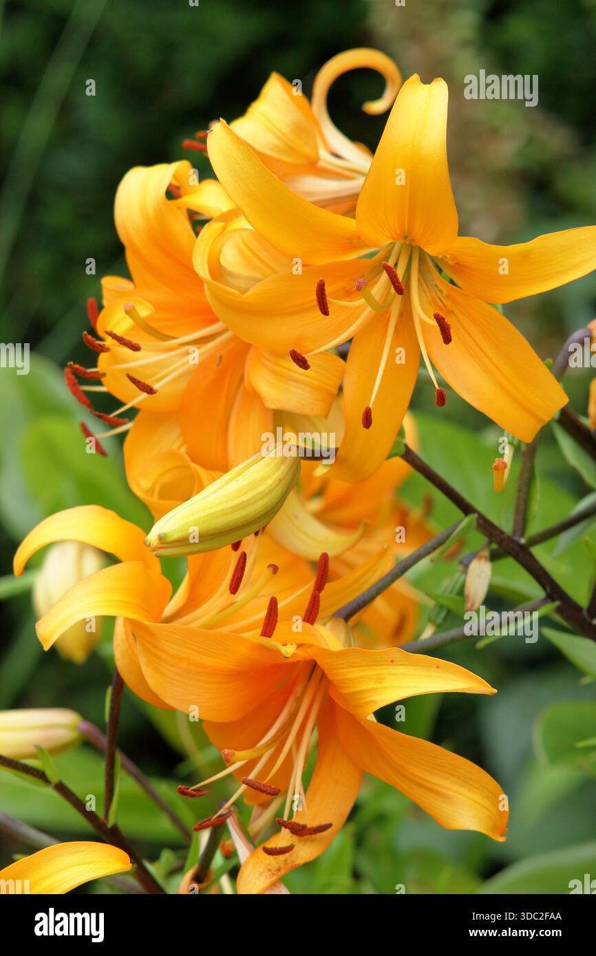 Close-up of tiger lily flowers in the garden. Top view Stock Photo