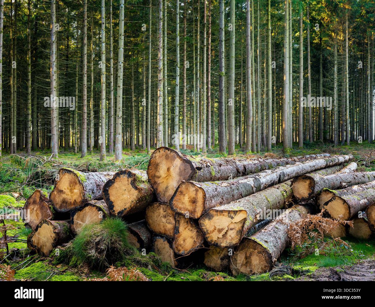 timber logs in forest Stock Photo
