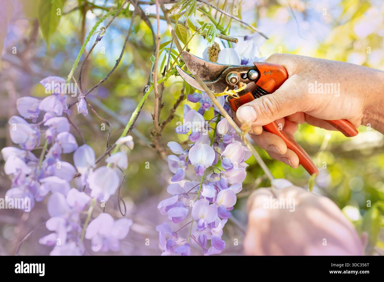 Pruning wisteria hi-res stock photography and images - Alamy