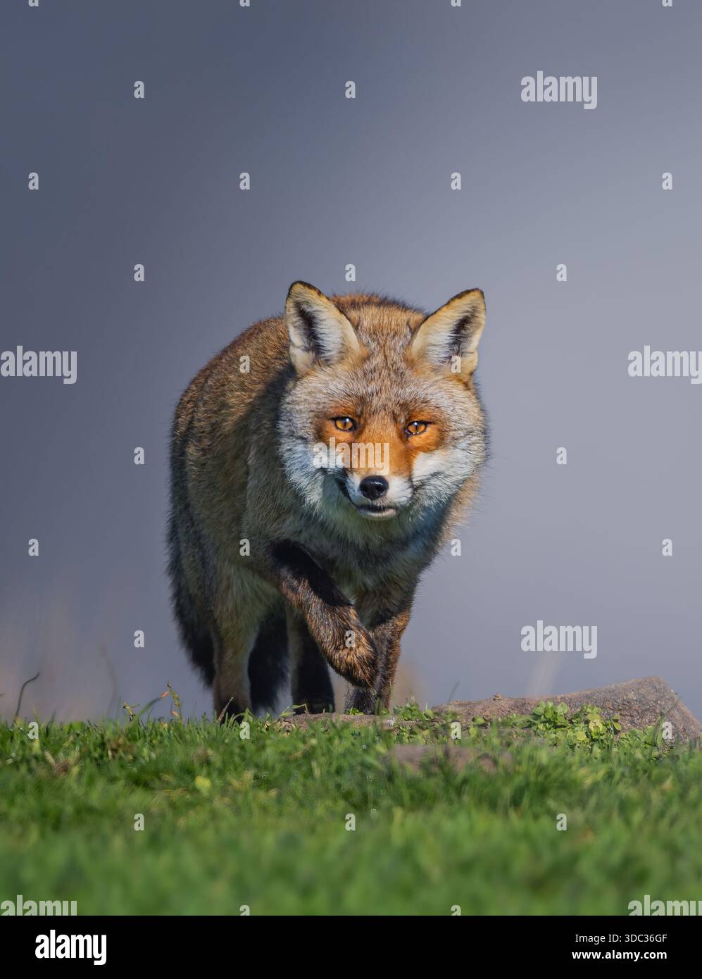 Clean Red Fox Clean fox hi-res stock photography and images - Alamy