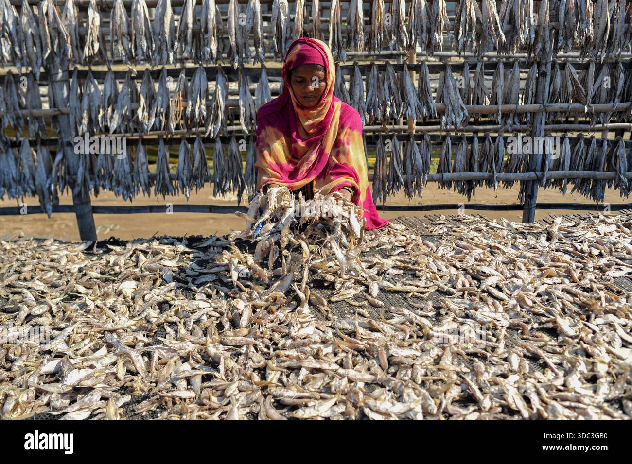 Workers during the process of drying fish at an open yard. The fish are ...