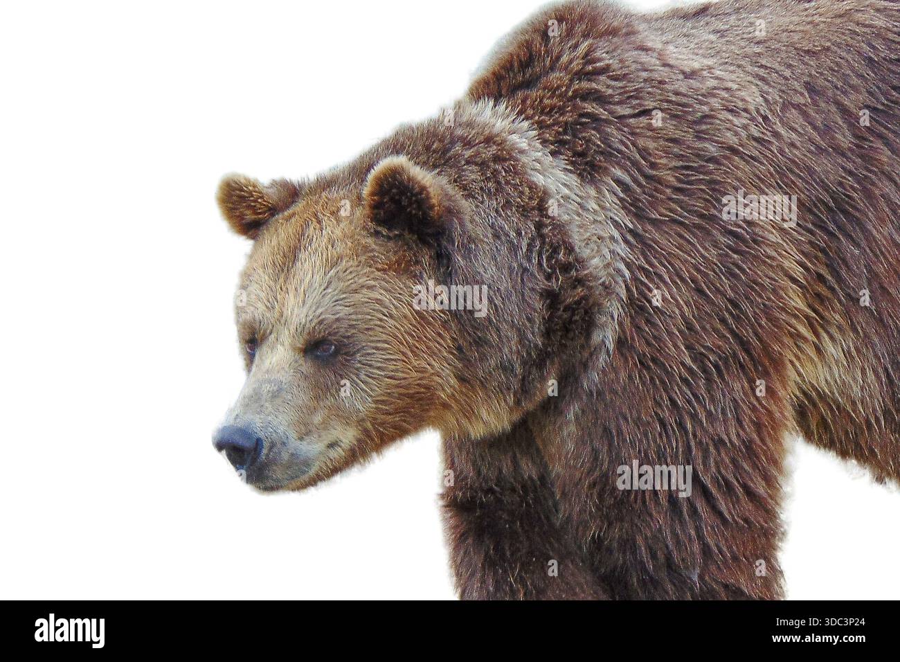 Brown bear isolated on white background Stock Photo