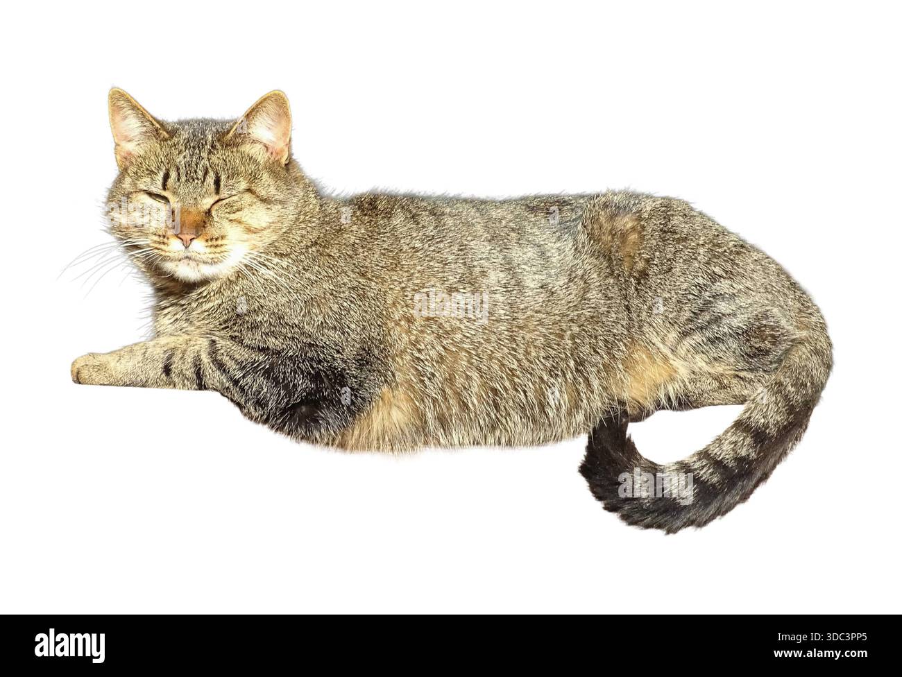 Gray cat isolated on white background Stock Photo