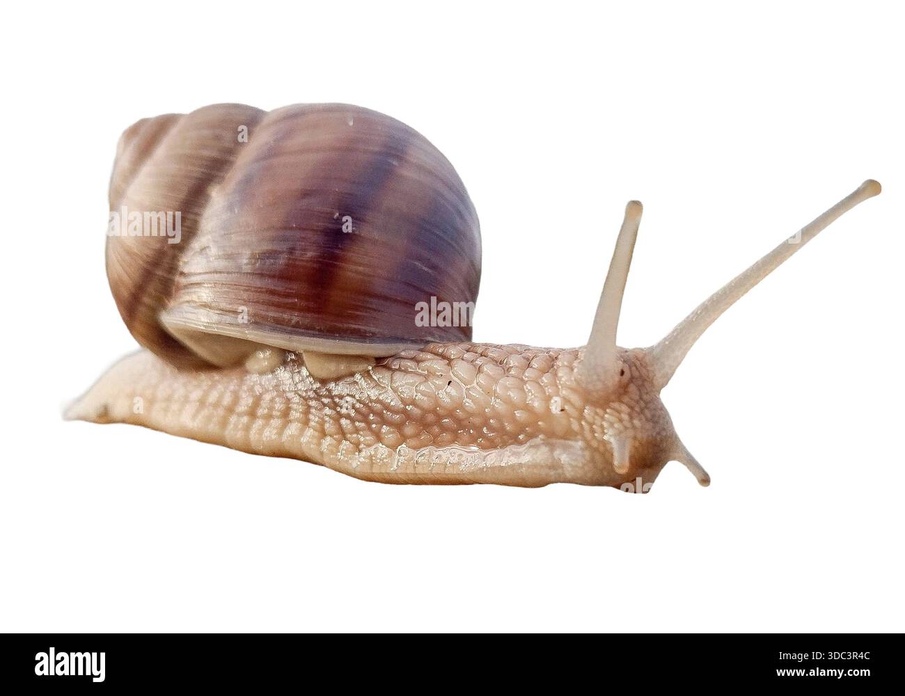 Snail isolated on white background Stock Photo