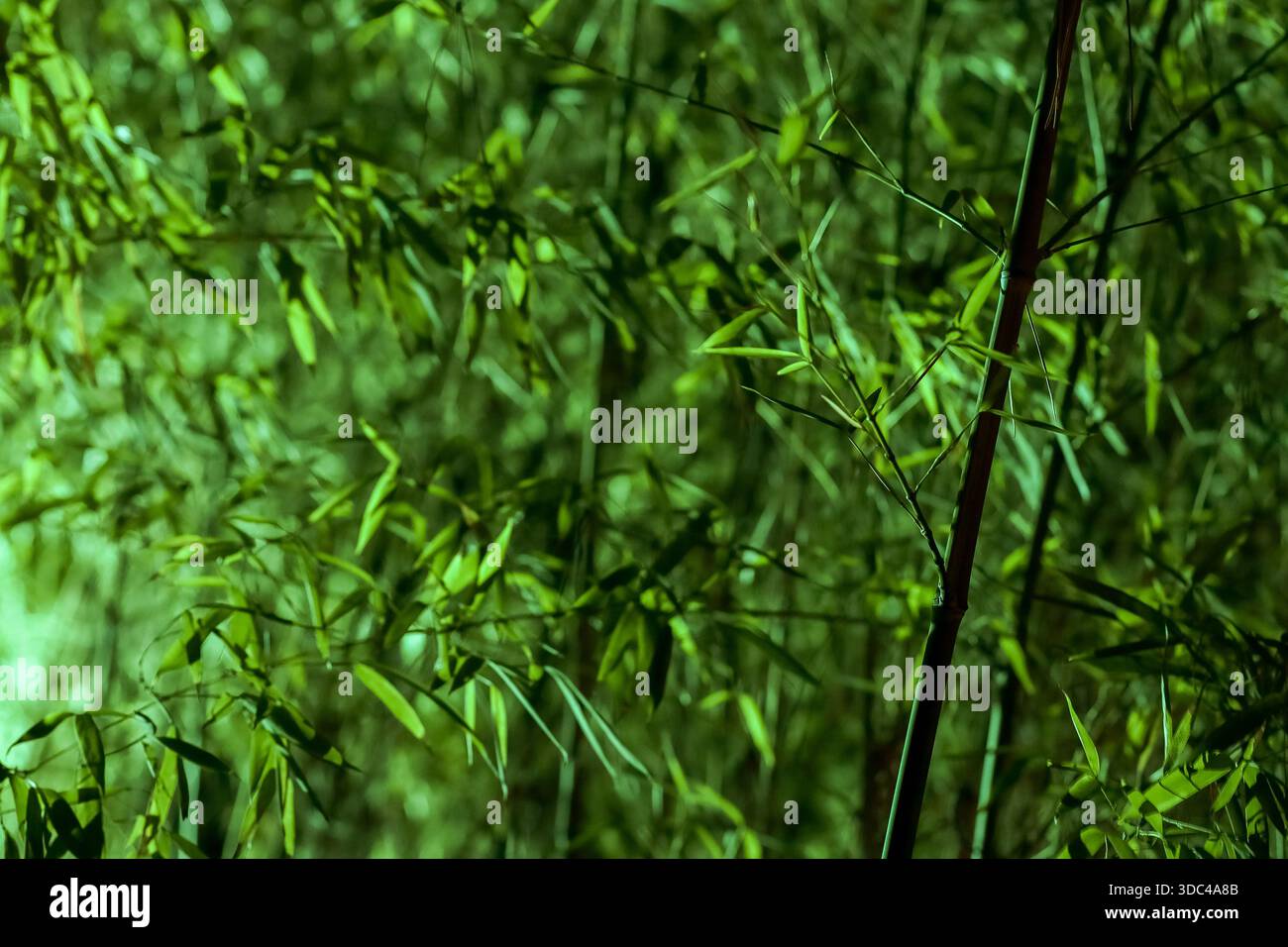 Blurred bamboo grove with luminous leaves and stems, capturing a dreamy and lush natural backdrop. Stock Photo