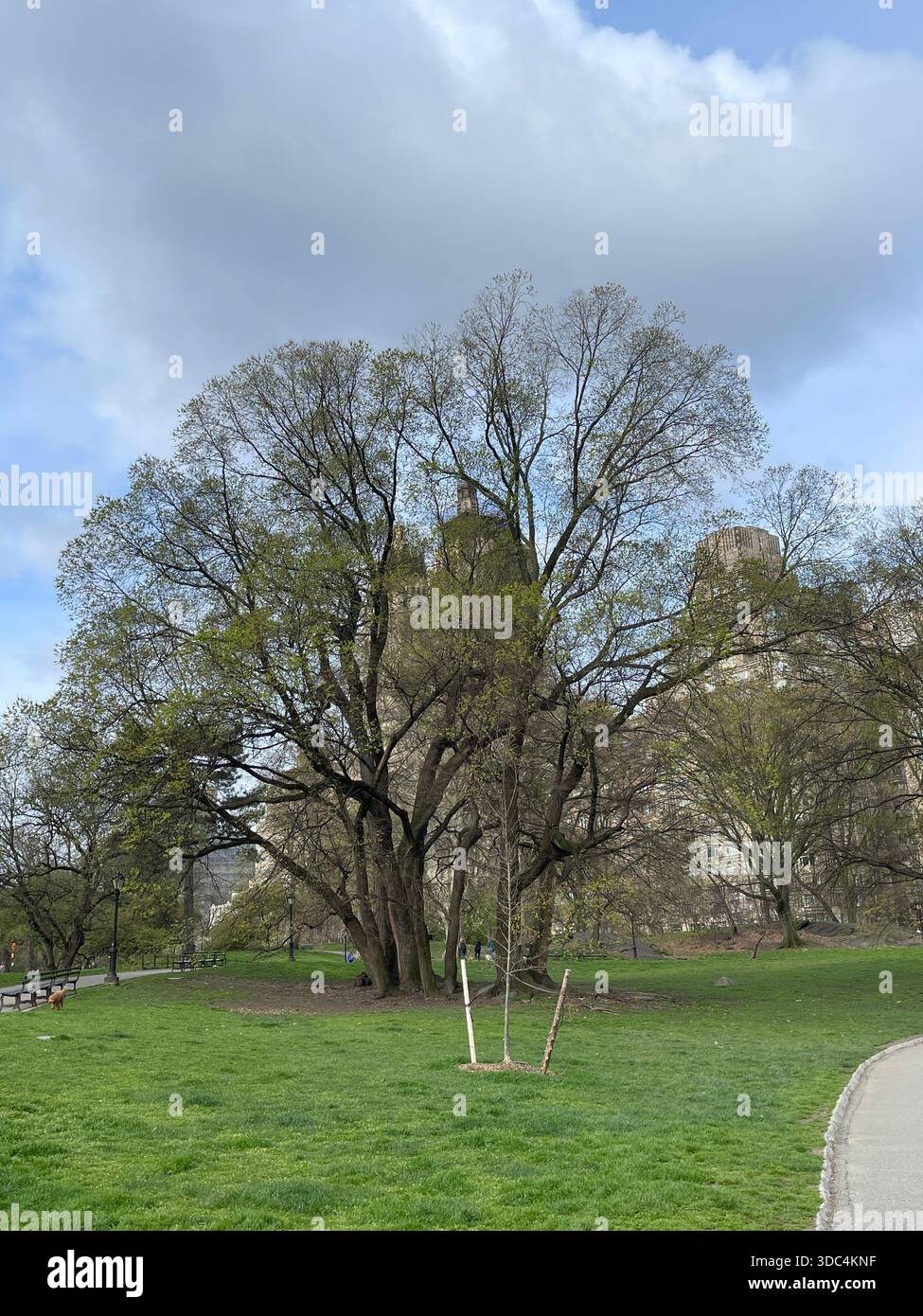 Everyday life in Manhattan, where urban energy meets pockets of green and calm. - Smartphone Captured Stock Image