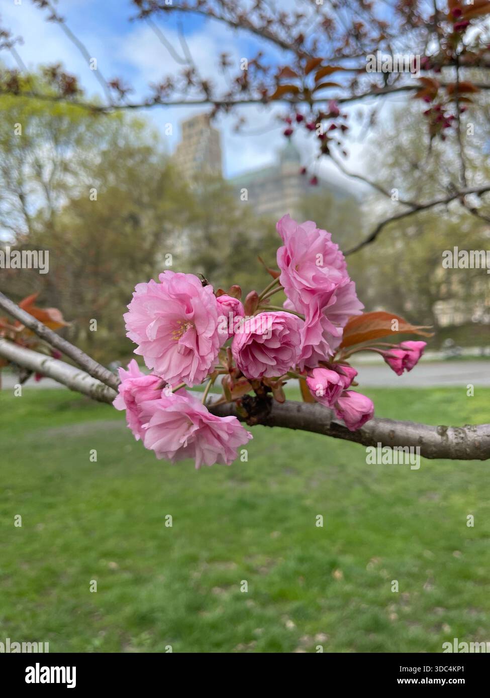 Everyday life in Manhattan, where urban energy meets pockets of green and calm. - Smartphone Captured Stock Image