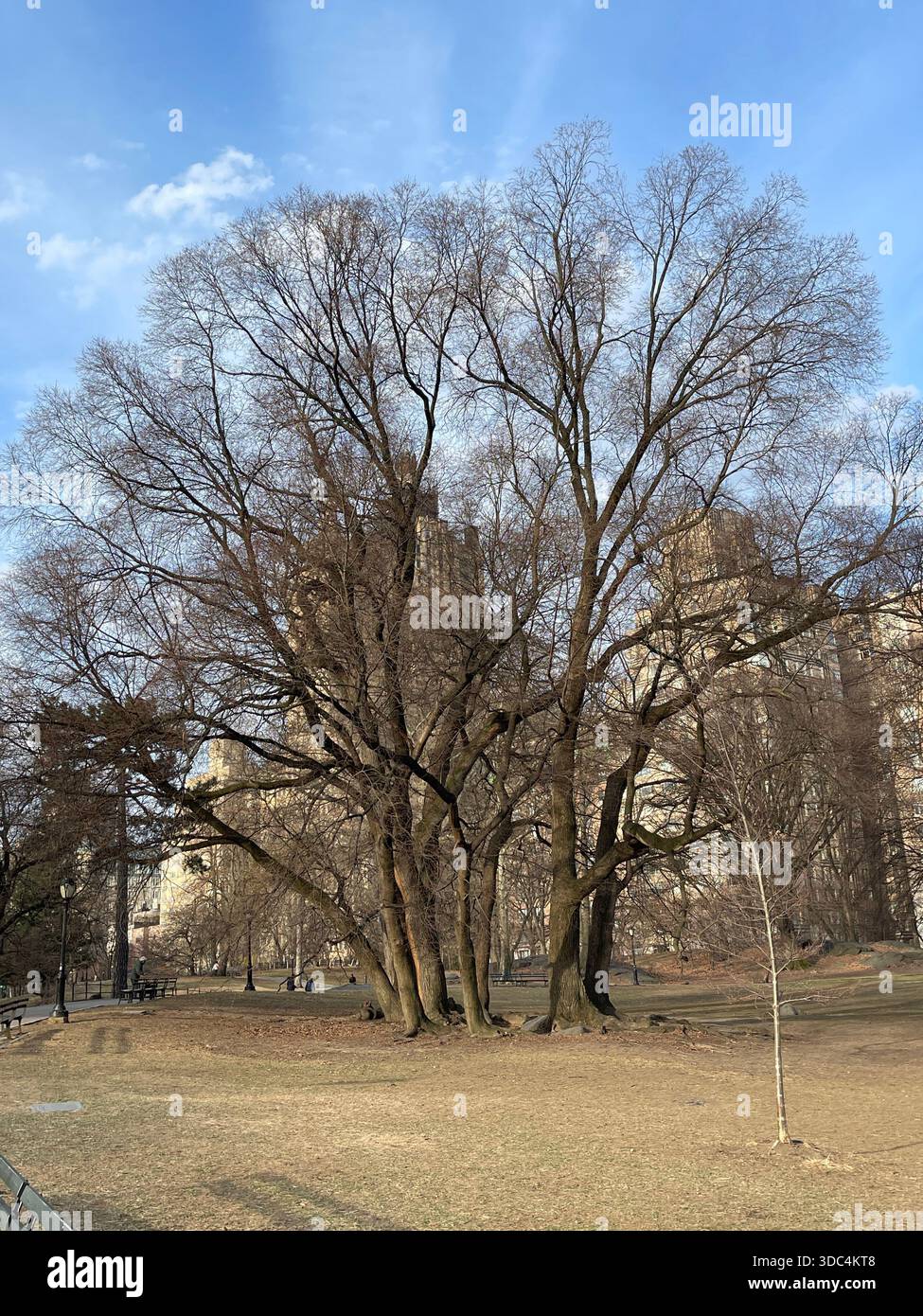 Everyday life in Manhattan, where urban energy meets pockets of green and calm. - Smartphone Captured Stock Image