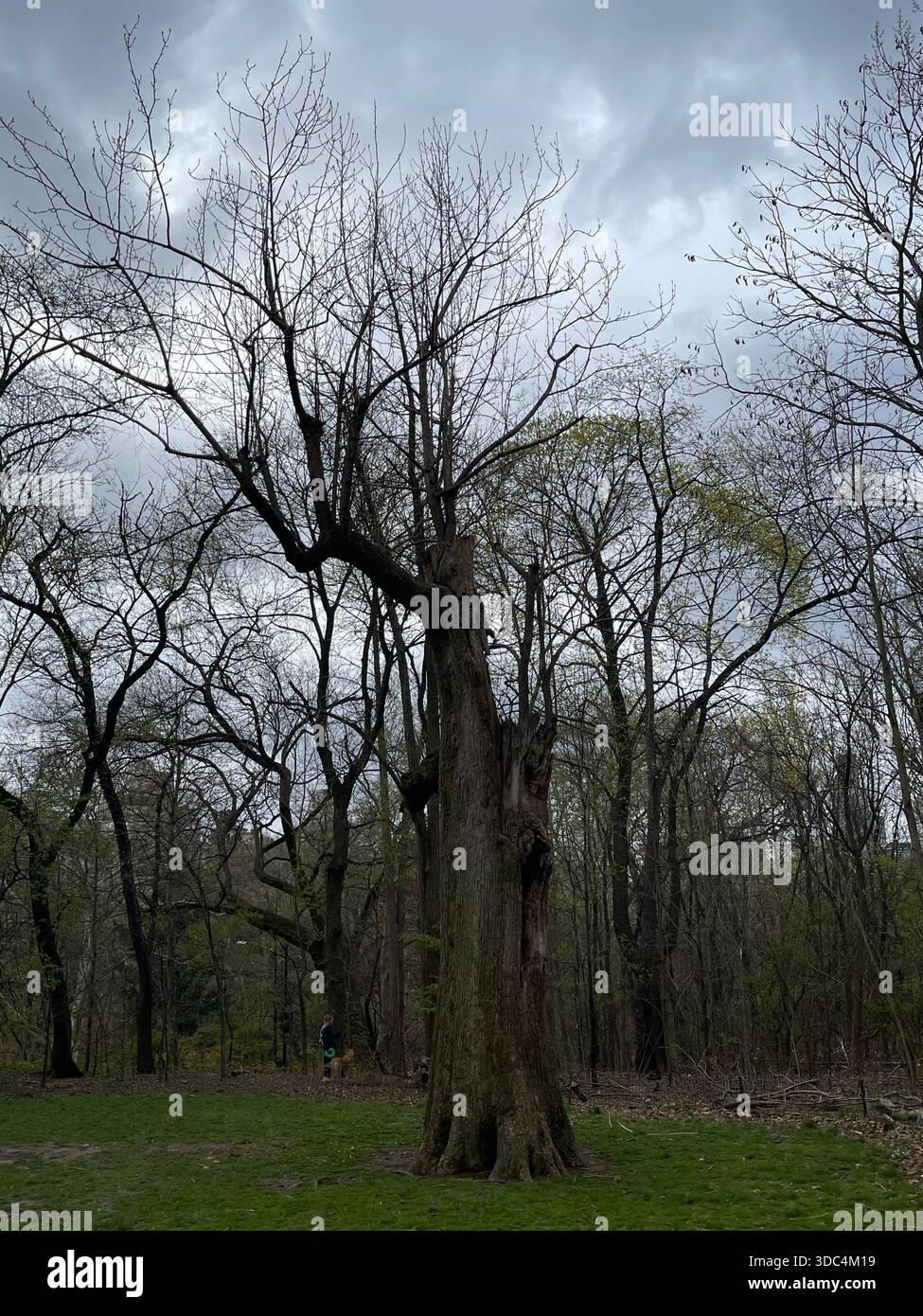 Everyday life in Manhattan, where urban energy meets pockets of green and calm. - Smartphone Captured Stock Image