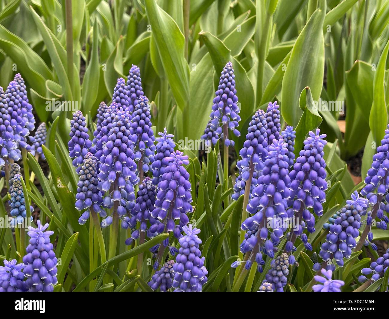 Everyday life in Manhattan, where urban energy meets pockets of green and calm. - Smartphone Captured Stock Image