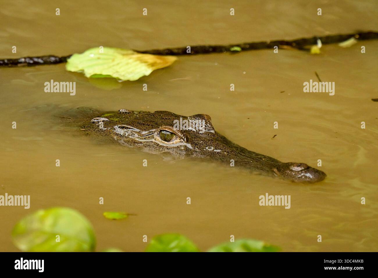 Spectacled Sloth December 3, 2025 - Limon, Costa Rica - A spectacled caiman (Caiman ...