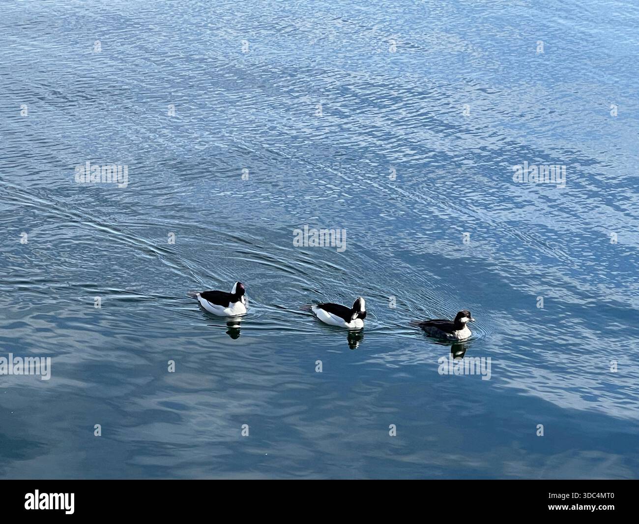 Everyday life in Manhattan, where urban energy meets pockets of green and calm. - Smartphone Captured Stock Image