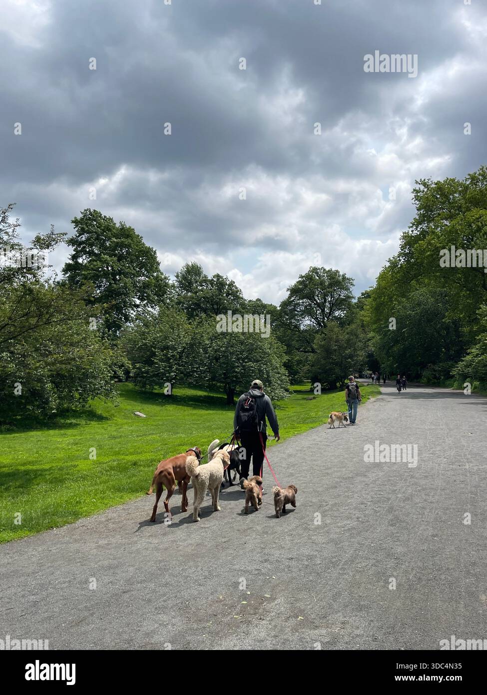 Everyday life in Manhattan, where urban energy meets pockets of green and calm. - Smartphone Captured Stock Image