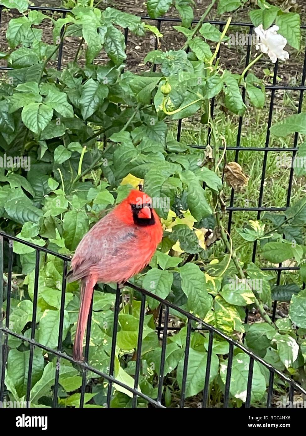 Everyday life in Manhattan, where urban energy meets pockets of green and calm. - Smartphone Captured Stock Image