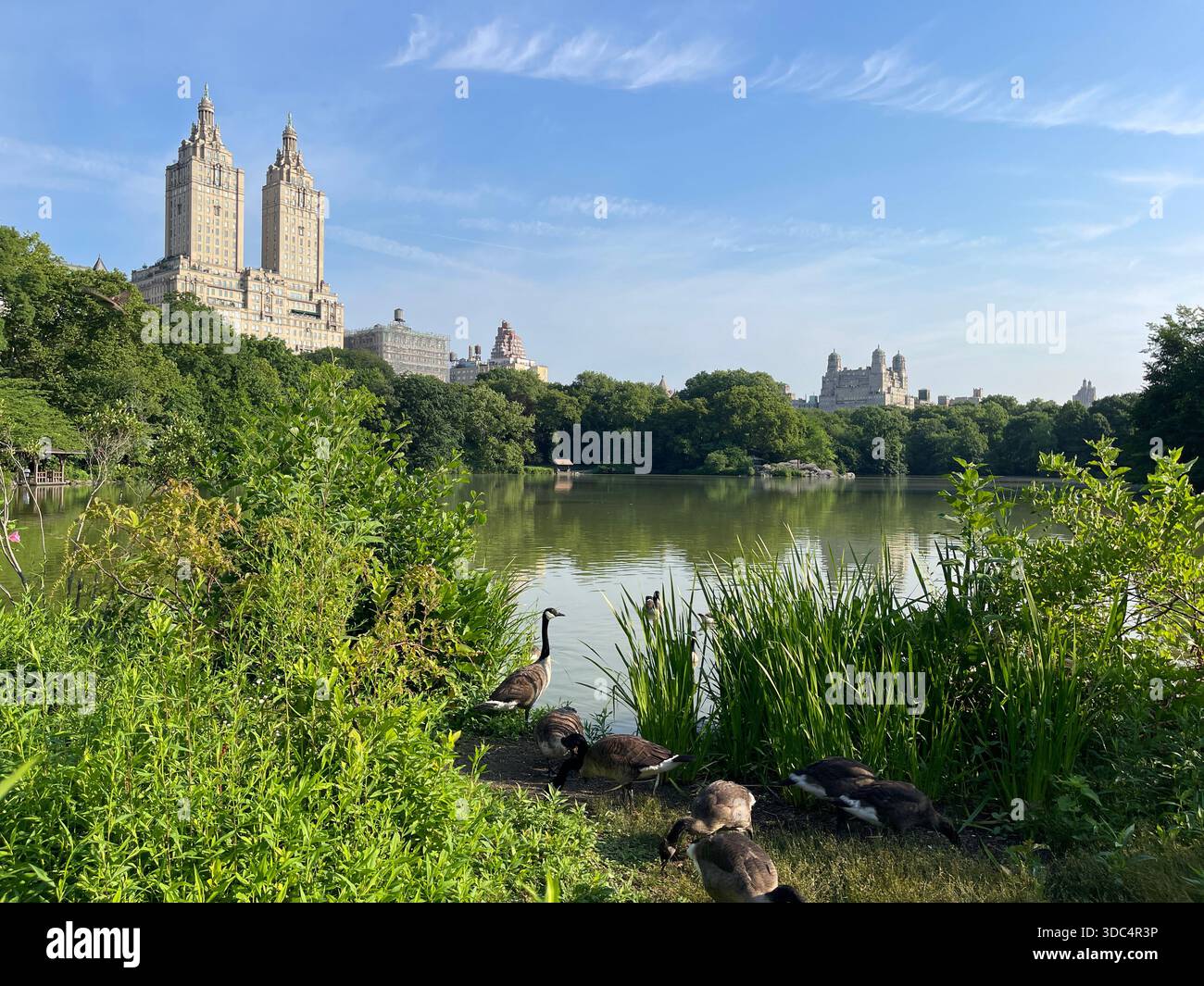 Everyday life in Manhattan, where urban energy meets pockets of green and calm. - Smartphone Captured Stock Image