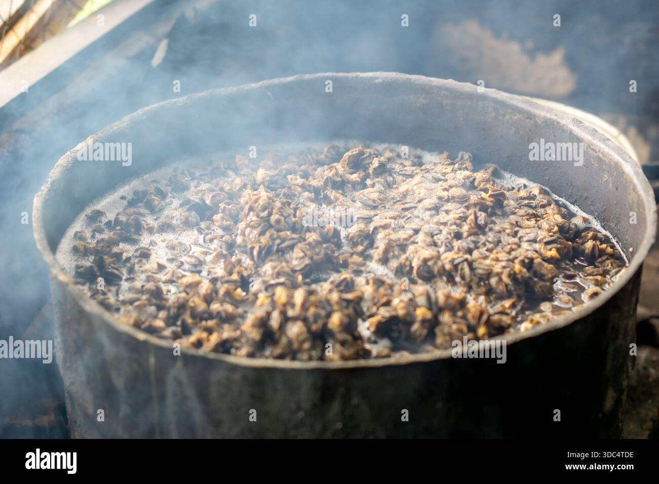 The process of boiling snail meat in the traditional way, using ...