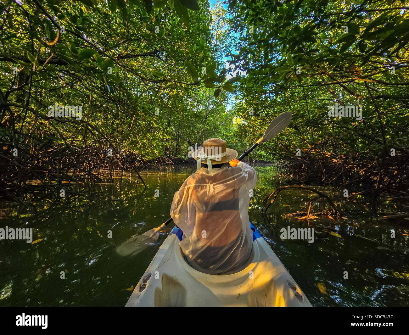Paddling through tranquil waters surrounded by lush mangroves, a ...