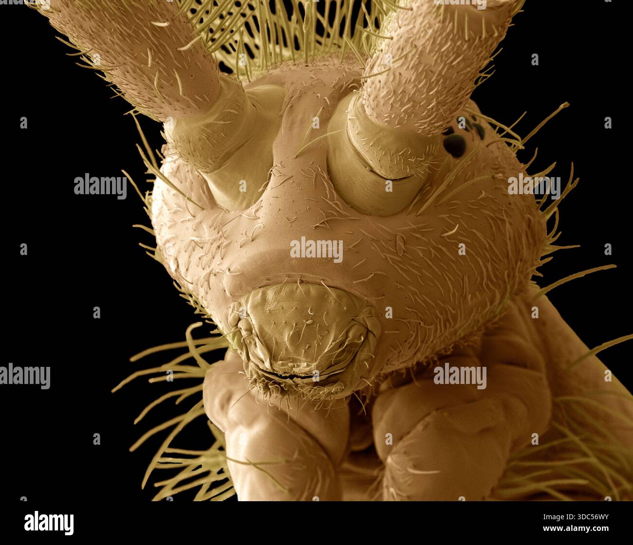 First Primitive Insects Springtail head (order Collembola), coloured scanning electron ...