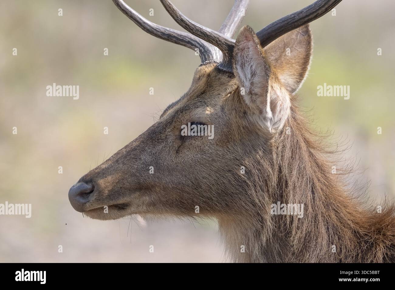 Male sambar horse deer hi-res stock photography and images - Alamy