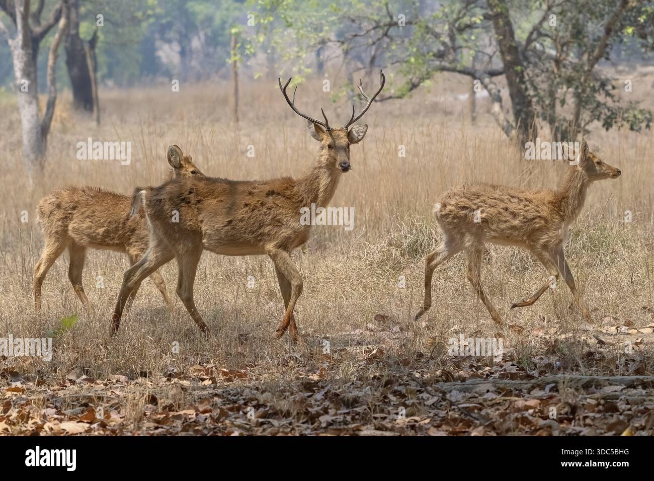 Male sambar horse deer hi-res stock photography and images - Alamy